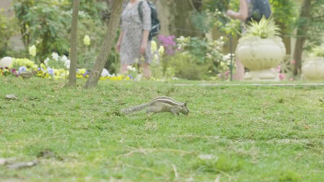 A chipmunk finding and eating on green grass in the park.