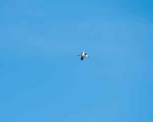 Stork flies high in the air under a blue sky