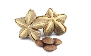 Sacha inchi, Sacha peanut or Mountain peanut