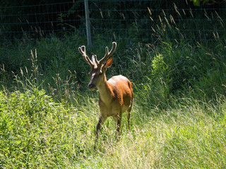 Front view of red deer in a field