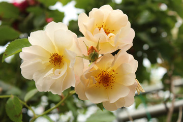 クリーム色のバラ