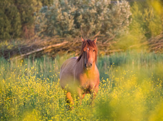 Brown konik horse and mostard seed in nature reserve © hipproductions