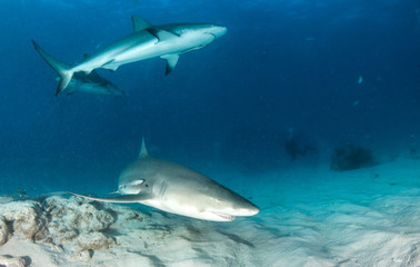 Fototapeta premium Lemon shark at the Bahamas