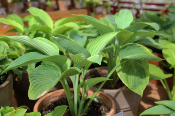 Hosta is a genus of perennial herbaceous plants of the family Asparagaceae
