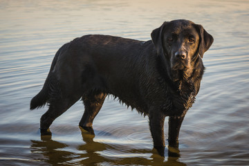 Black dog Labrador Retriever standing in the water, a lake in Poland
