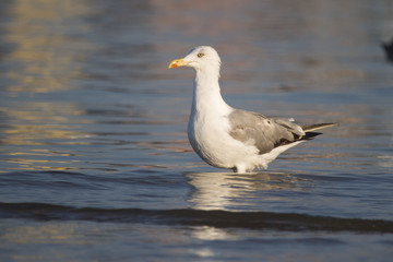Fototapeta na wymiar Beautiful seagull looking for dinner in a sunny summer day