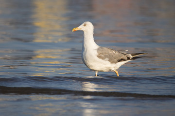 Fototapeta premium Beautiful seagull looking for dinner in a sunny summer day