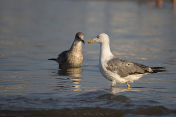 Beautiful seagull looking for dinner in a sunny summer day