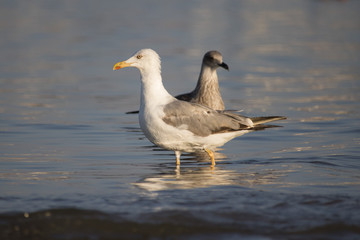 Beautiful seagull looking for dinner in a sunny summer day