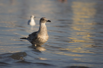 Beautiful seagull looking for dinner in a sunny summer day