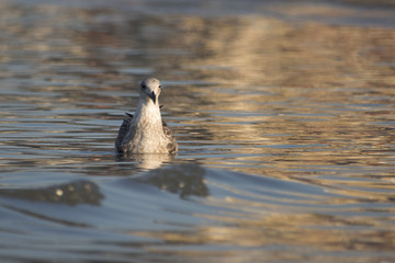 Beautiful seagull looking for dinner in a sunny summer day