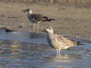 Beautiful seagull looking for dinner in a sunny summer day
