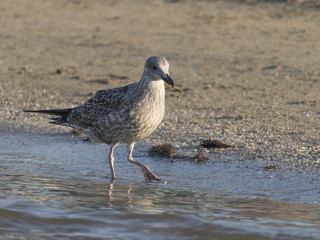 Beautiful seagull looking for dinner in a sunny summer day