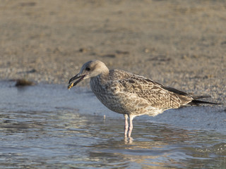 Beautiful seagull looking for dinner in a sunny summer day