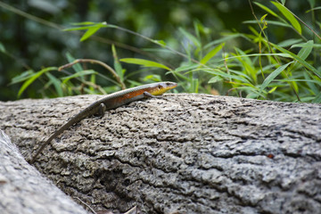 Skink on Timber