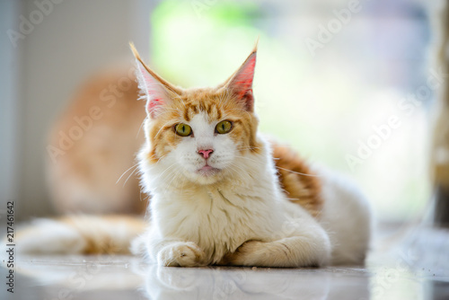 cat next pussy Doggy pee carpets