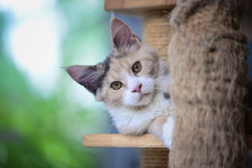 An adorable cream white tabby cat sitting on a wooden stuff and looking like wondering something at home in daytime lighting blurry background by green garden