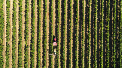Aerial view of a tractor harvesting grapes in a vineyard. Farmer spraying grape vines with tractor