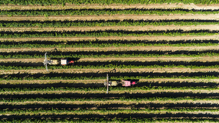 Aerial view of a tractor harvesting grapes in a vineyard. Farmer spraying grape vines with tractor © ronedya