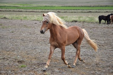 Icelandic stallion at a trot, flaxen chestnut