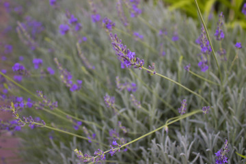 lavender. garden plant. natural background