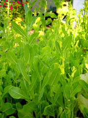 Растущие листья салата