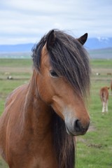 Obraz premium Portrait of an Icelandic horse, bay