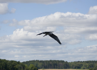 Fototapeta na wymiar Heron flying a early morning at Hjälsta close to Stockholm