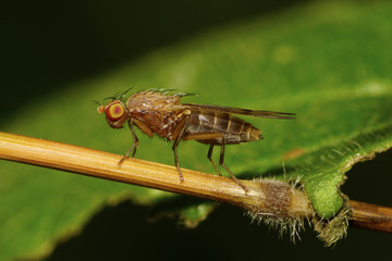 Macro of a small fly Opomyza florum on a stalk