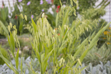 garden plant. natural background