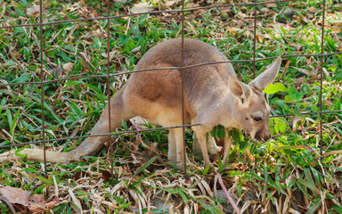 Red kangaroo - Macropus rufus.