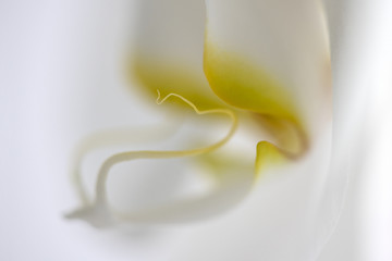 Orchid Macro