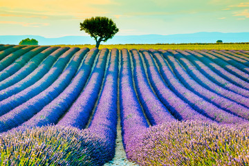 Fototapety  Beautiful lavender fields during sunset fields in Valensole, Provence in France