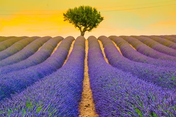 Papier Peint photo Lilas Beautiful lavender fields during sunset fields in Valensole, Provence in France