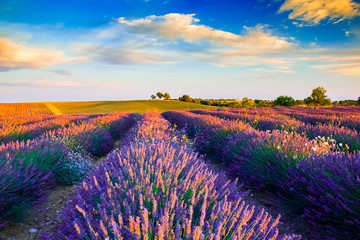Beautiful lavender fields during sunset fields in Valensole, Provence in France
