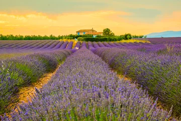Photo sur Plexiglas Lilas Beaux champs de lavande pendant les champs de coucher du soleil à Valensole, Provence en France