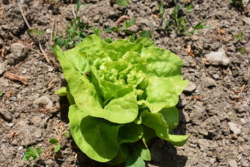 Lechuga de  la huerta