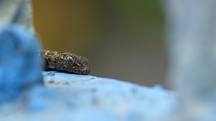 Melanistic Baby Lizard © Pradeep