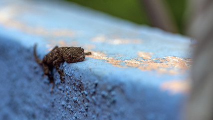 Melanistic Baby Lizard