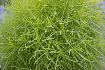 Bassia the Broom. Kohia. Garden plant. Natural background