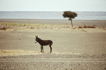 Marokko Mule