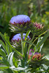 Cynara cardunculus with large violet flower head
