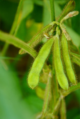 Fototapeta na wymiar Soya Bean or Soy Bean plant on field. 