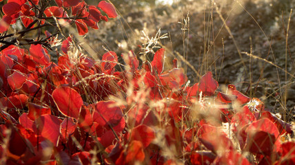 Крымские цветы