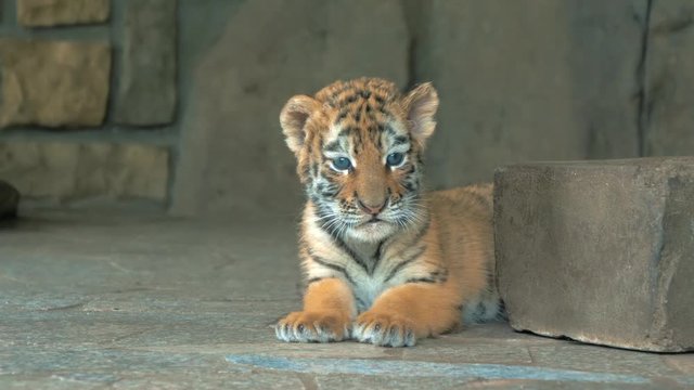 Close-up of cute little blue eyes tiger cub in zoo