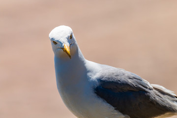 A curious seagull with a large sandy beach behind