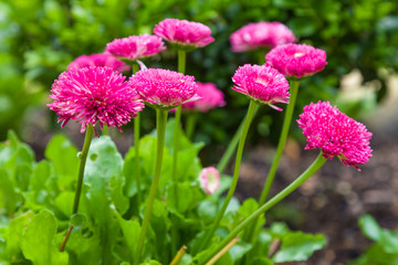 Fototapeta premium Daisy flowers or marguerites on summer flower bed