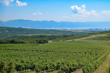 Fototapeta na wymiar Landscape on the city of Novorossiysk through the grape fields.