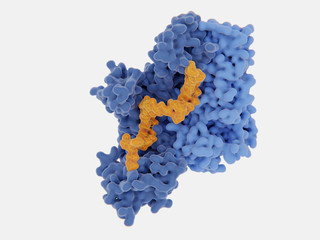  Die Reverse transkriptase (RT)  von HIV-1 im Komplex mit einem nukleosidischen Inhibitor Inhibitor (orange)