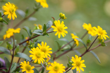 Flowers of Cota tinctoria or yellow chamomile, shallow dept of field